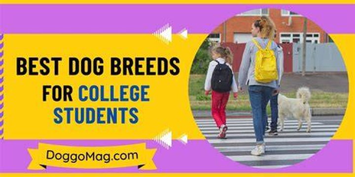 21 Best Dogs for College Students Dog Breeds List