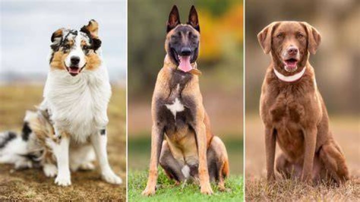7 Best Dog Breeds for College Students P.L.A.Y.