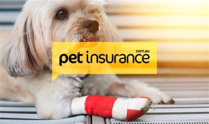 A Guide to Pet Insurance