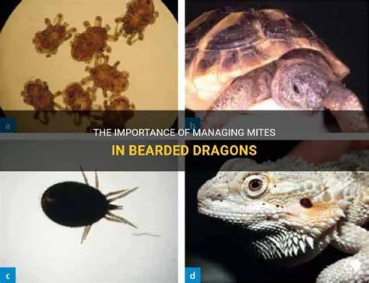 Bearded Dragons And Mites How To Identify Treat And Prevent