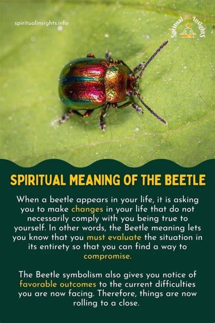 Brown Beetle Spiritual Meaning and Symbolism (9 Omens)