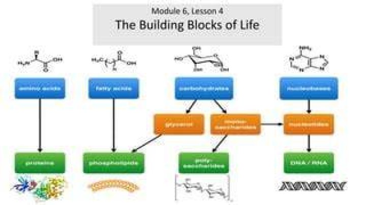 Building Blocks of Life 28 Macromolecules Activities Teaching Expertise