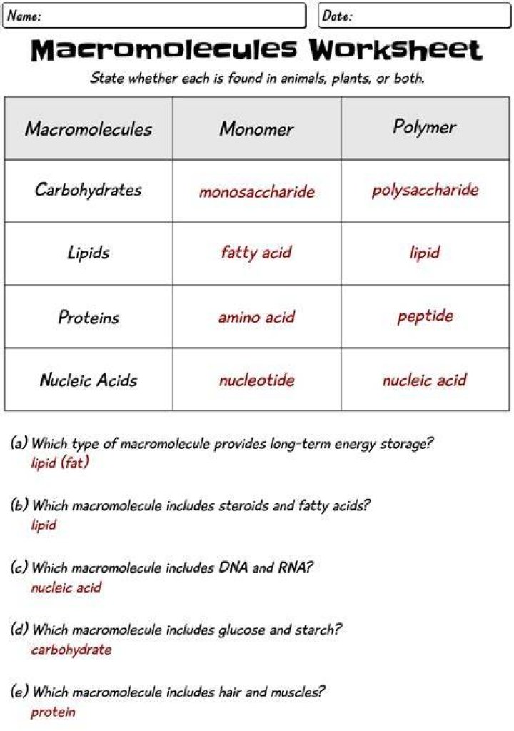 Building Macromolecules Worksheet Answers