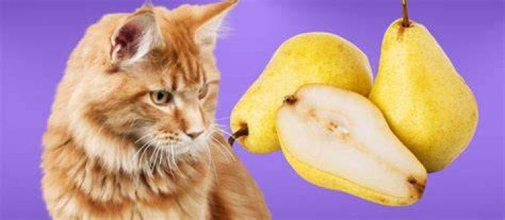 Can Cats Eat Pears? The Happy Cat Site