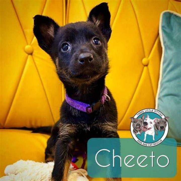 Dog for Adoption Cheeto, a Rat Terrier in Clayton, CA Alpha Paw
