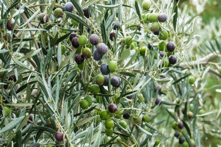Free photo Olives, Olive Trees, Oil Free Image on Pixabay 1266665