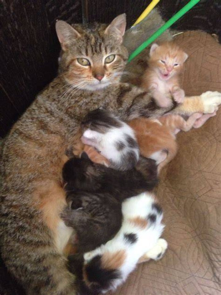 Help! My Cat Is Having Kittens! TheCatSite