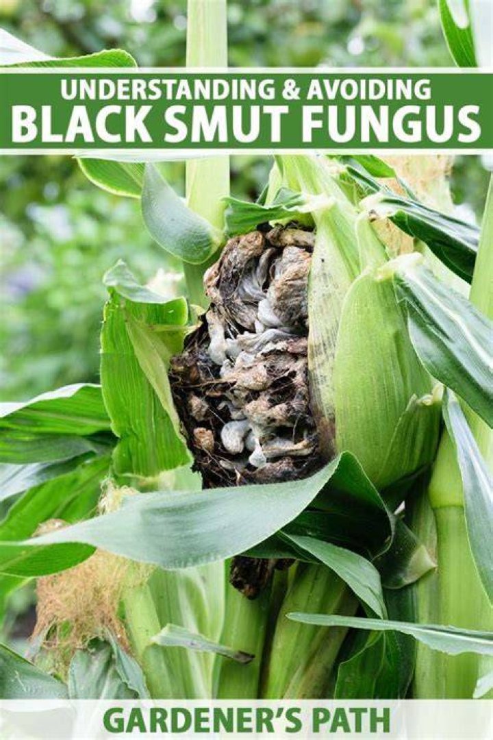 How to Avoid Black Smut Fungus Gardener&rsquo;s Path