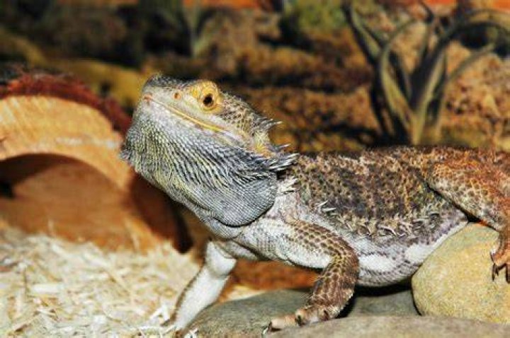 Mite Emergency &bull; Bearded Dragon . org