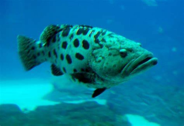 Potato Grouper Pics4Learning