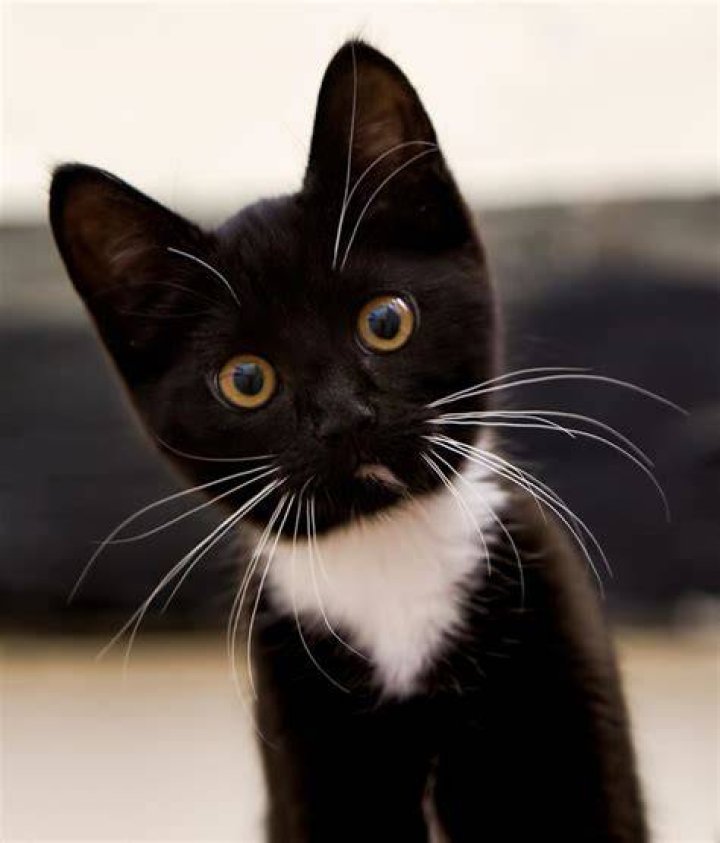 Pretty Tuxedo Cat kittens Cute cats, Cats, Kittens