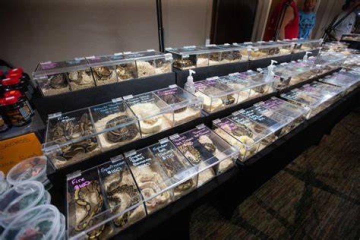 Reptile Show/ Expo YouTube