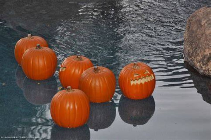 Susan Crabtree Floating Pumpkins