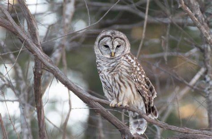 This beguiling barred owl photographed by Jason W. Platt blends in so