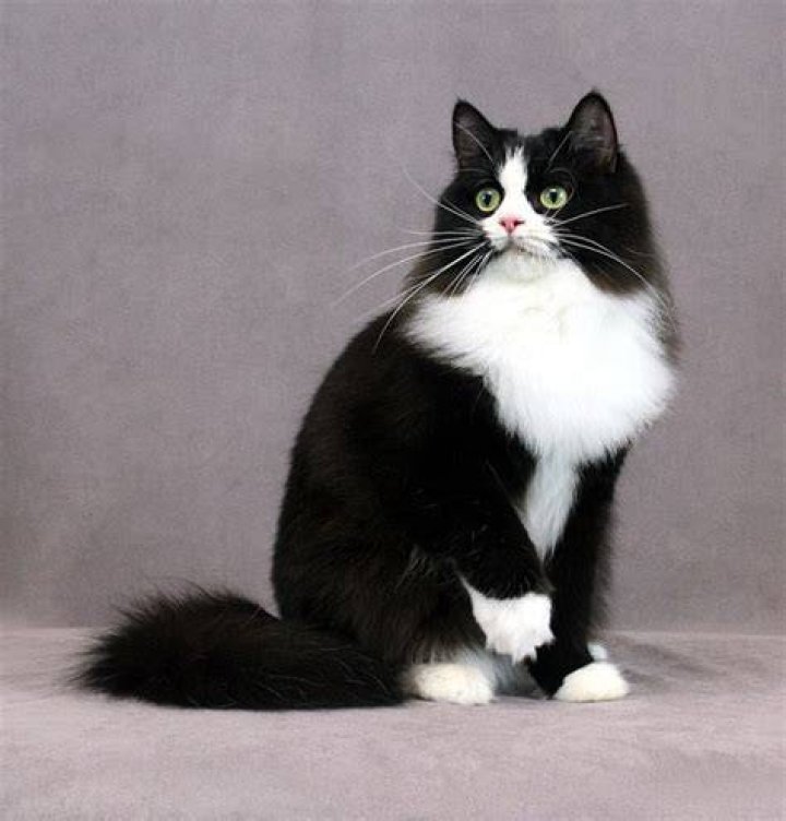 Tuxedo Rags Coco of Ultimate Rags Gato Ragdoll, Gato Tuxedo, Tuxedo
