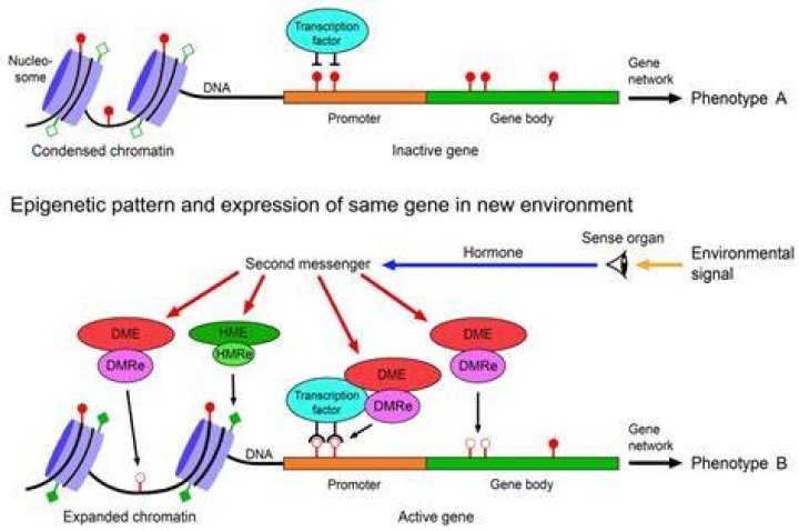 Will gene editedhumans lead to a healthy utopia or an obsessive